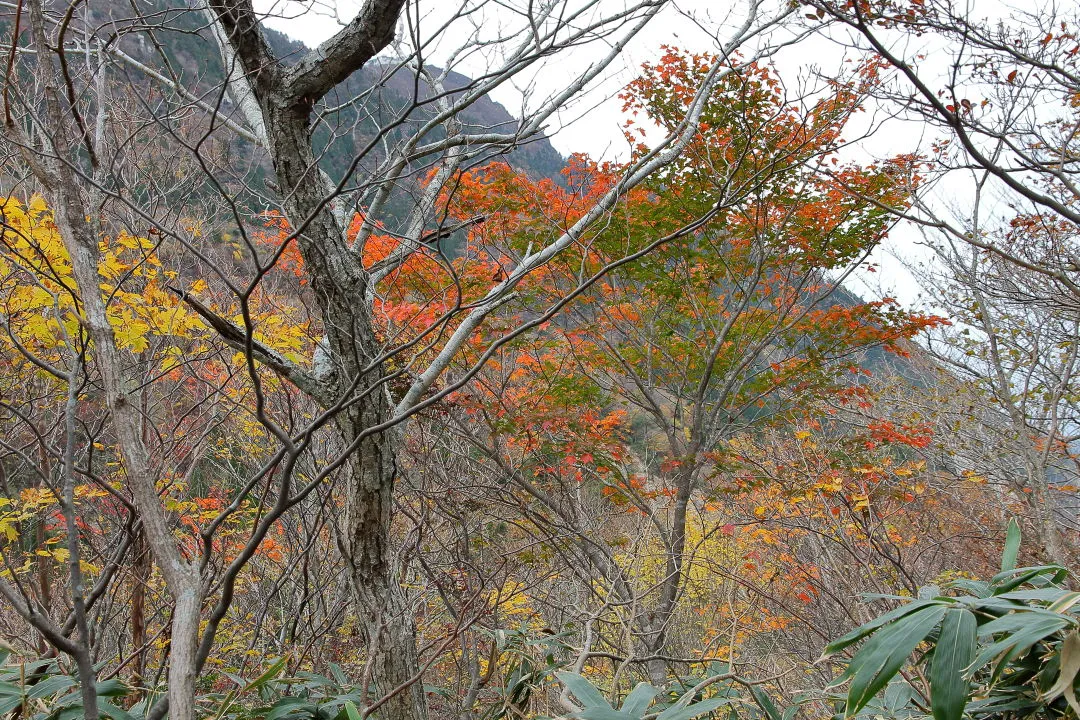 モミジの紅葉