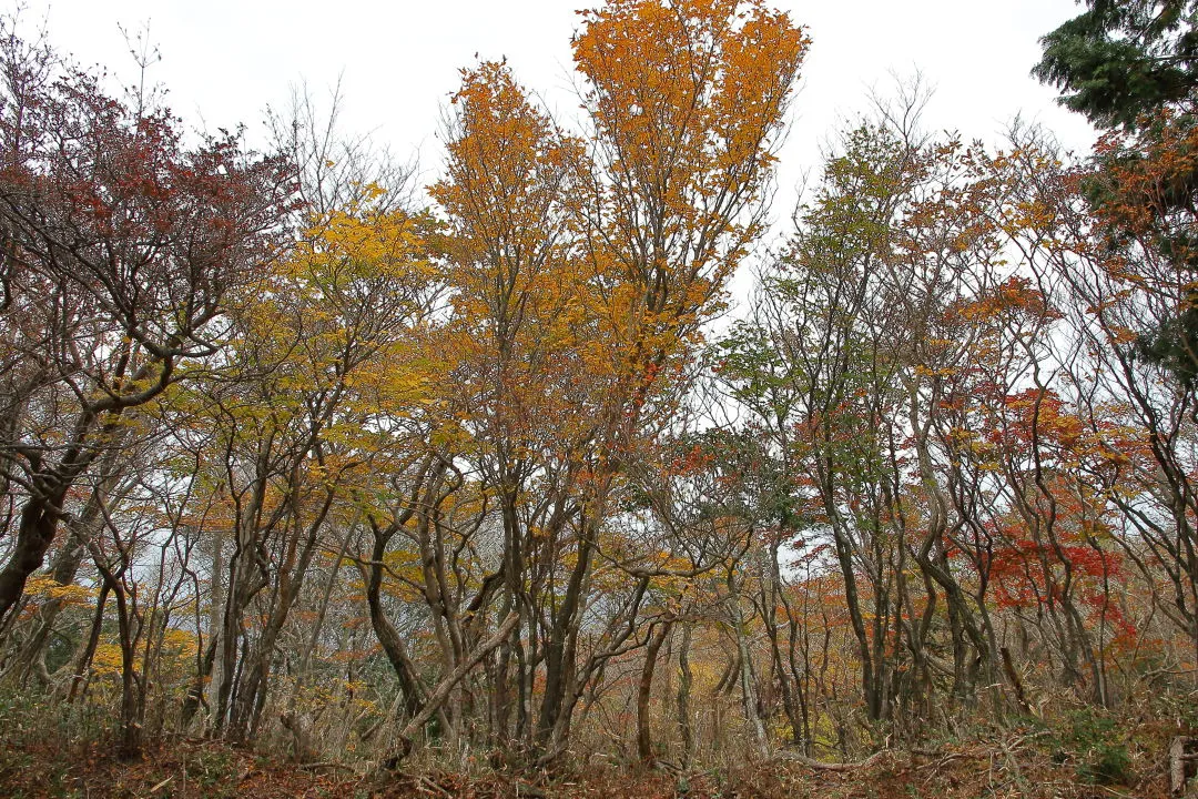 長石尾根登山道