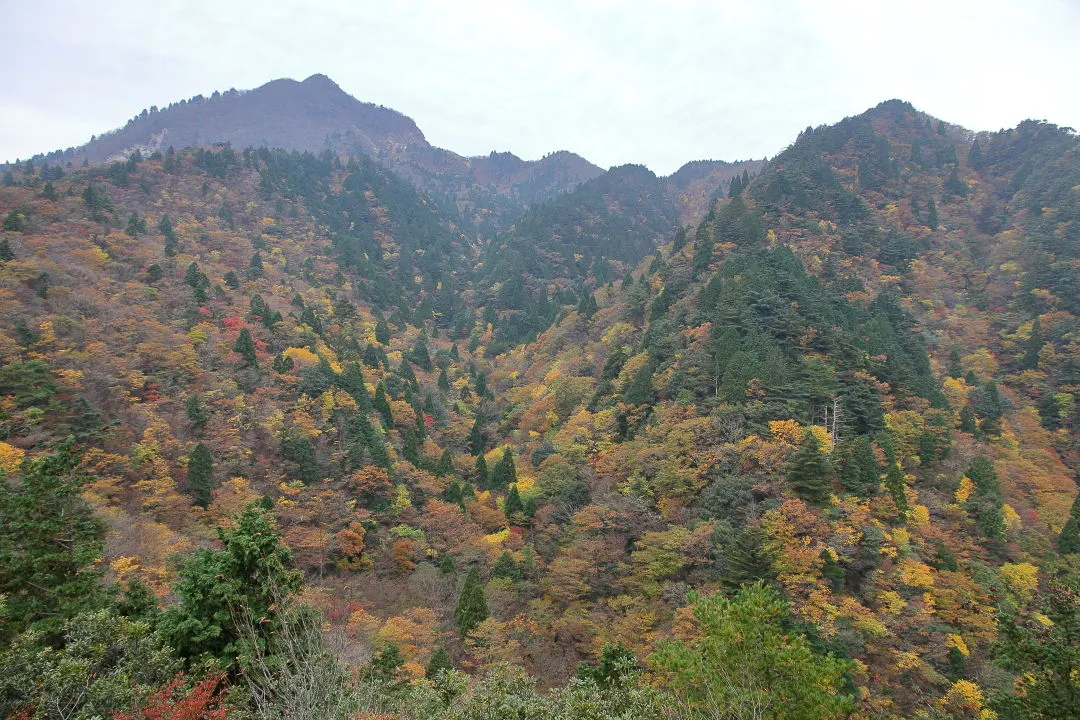 三ツ口谷の紅葉