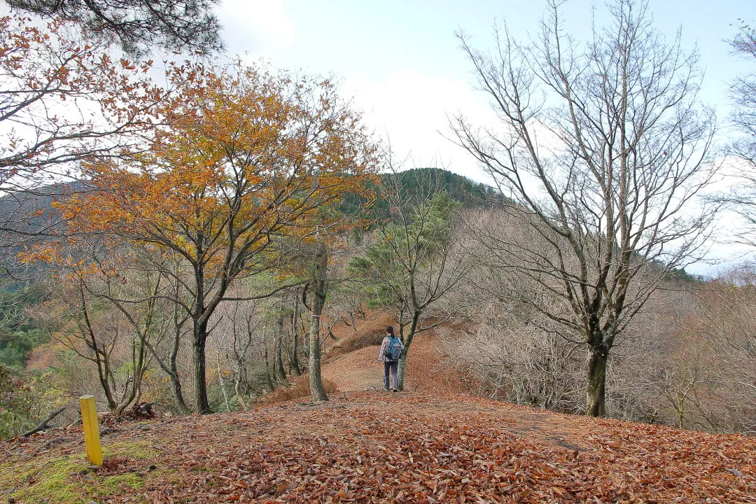 西床尾山への尾根道