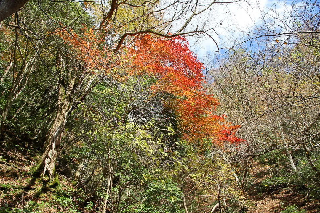 モミジの紅葉