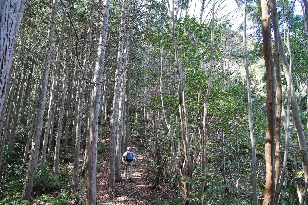 植林帯に沿った登山道