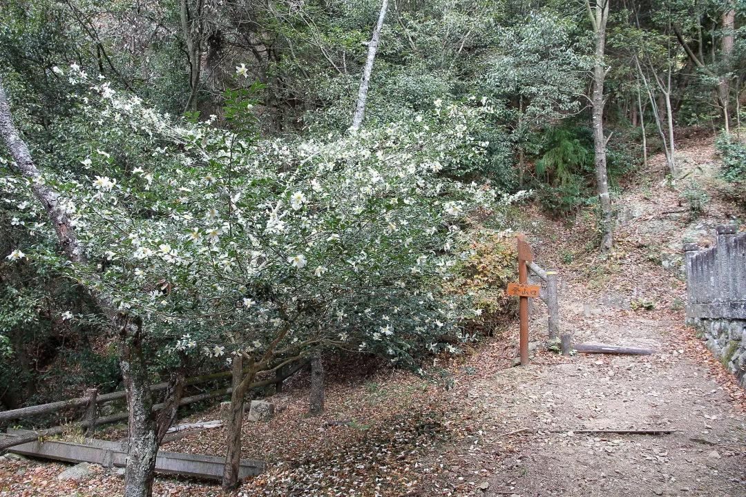 七種滝の七種山登山口