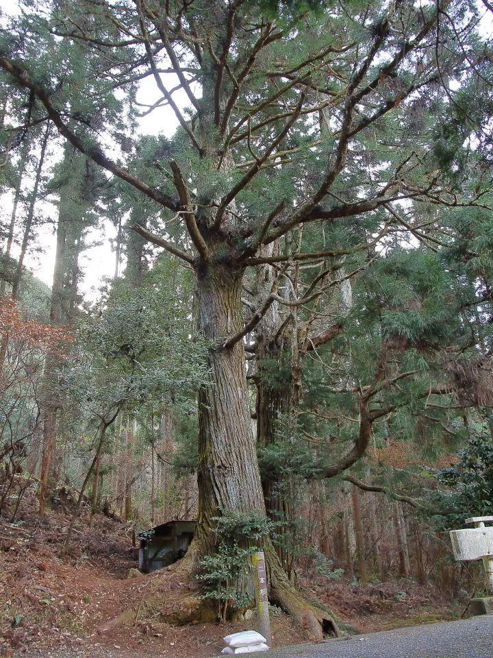 小滝林道の二本杉