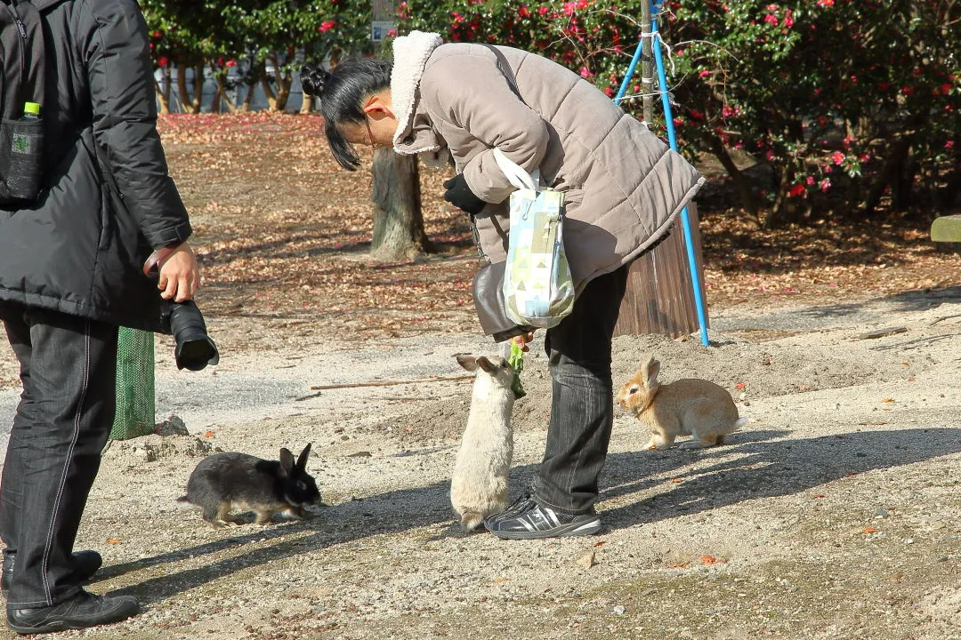 ブロッコリーを立ち食いする兎