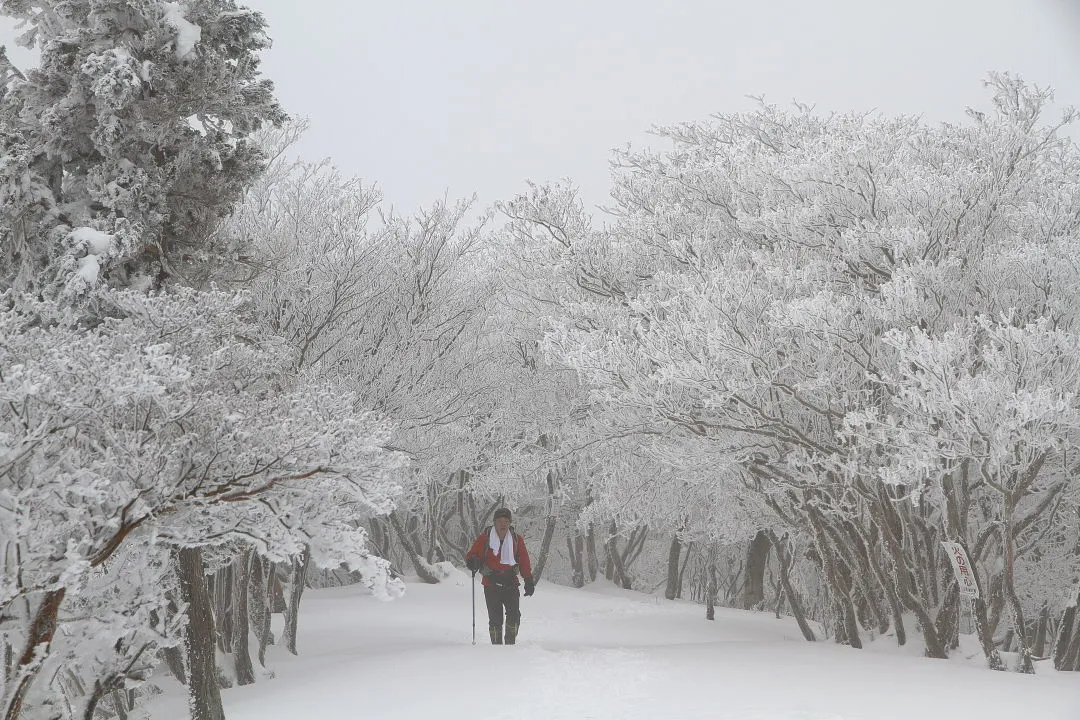 霧氷のトンネル