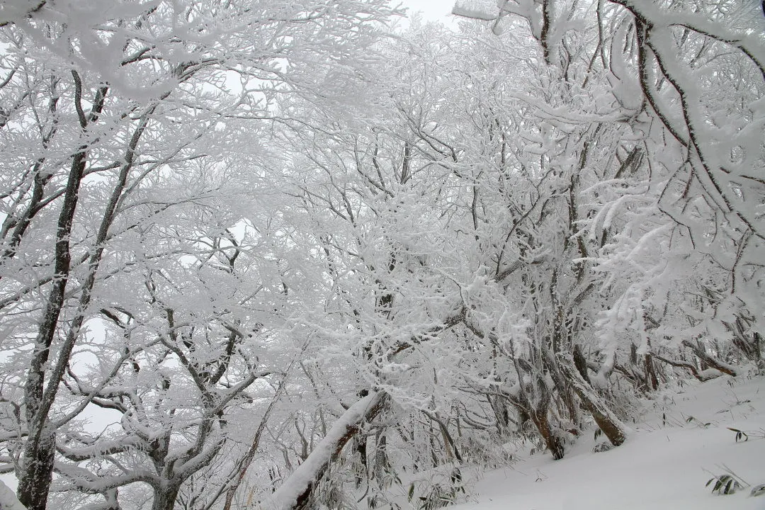 霧氷の林