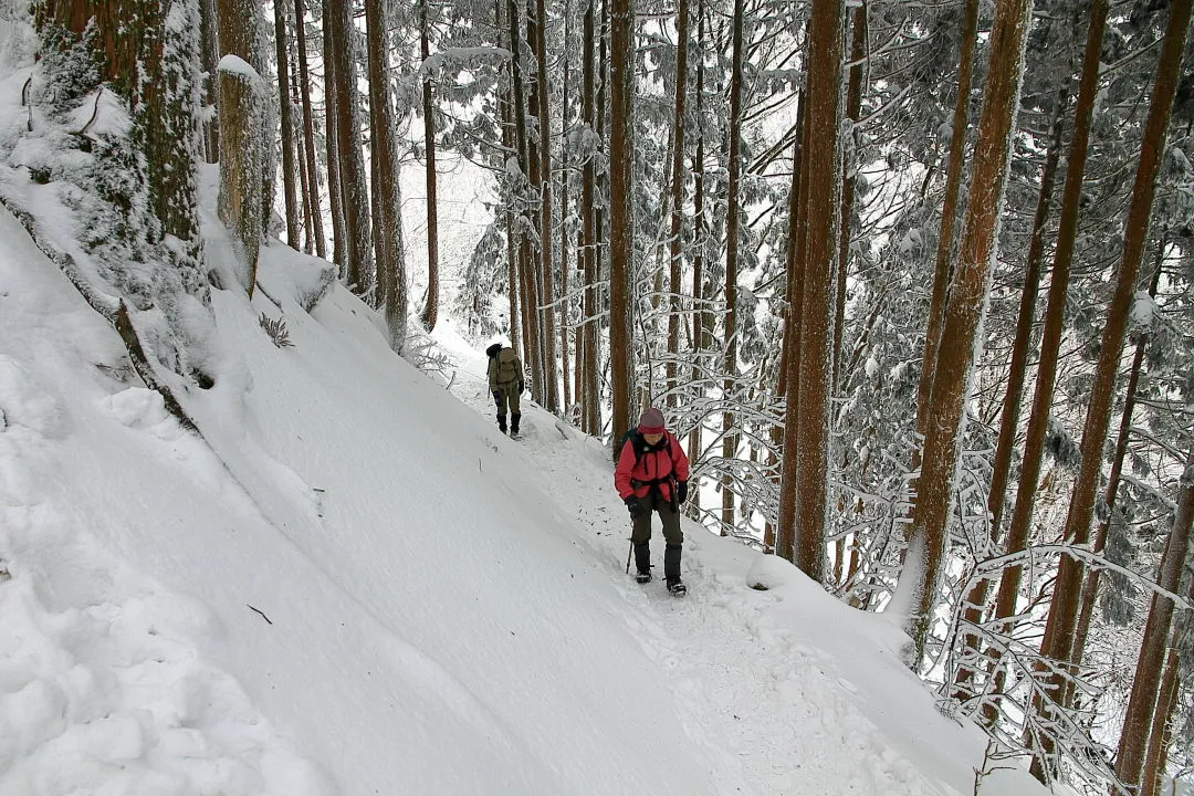 杉林の中の登山道