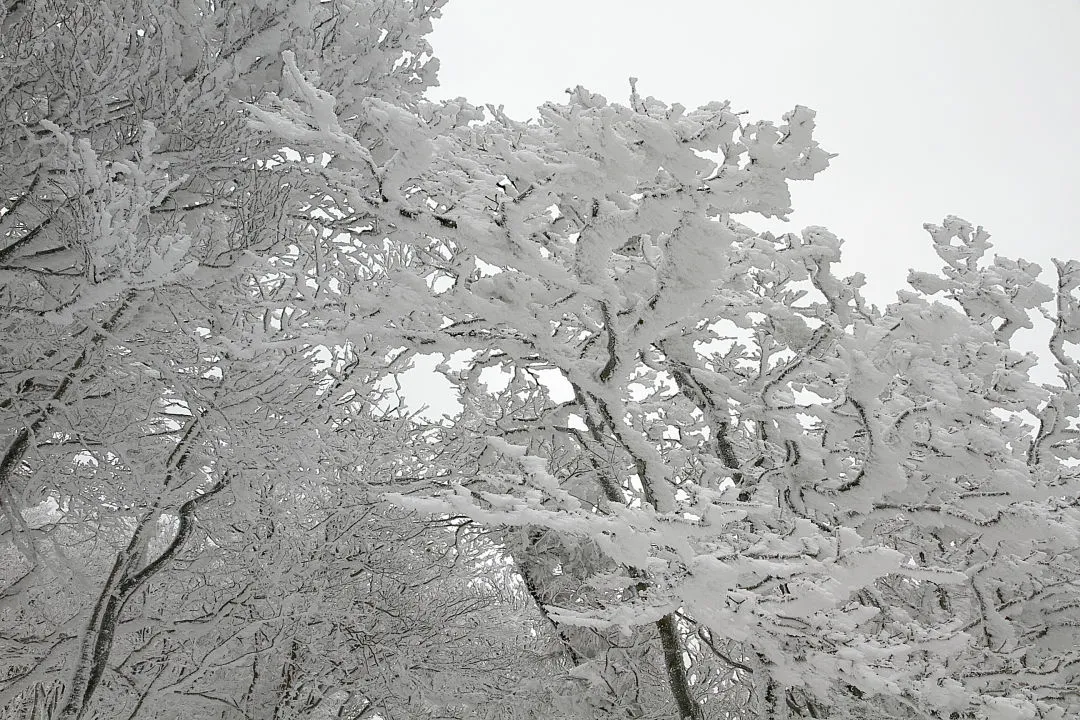 明神平の霧氷