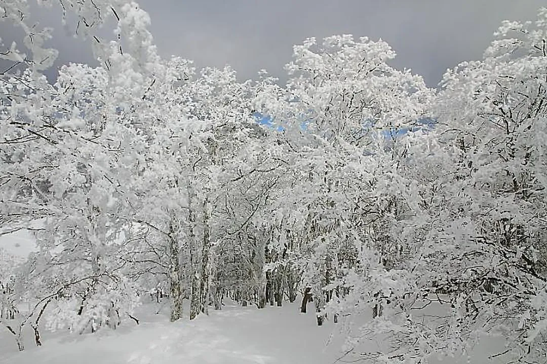 霧氷林