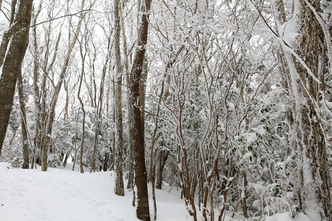 霧氷の登山道