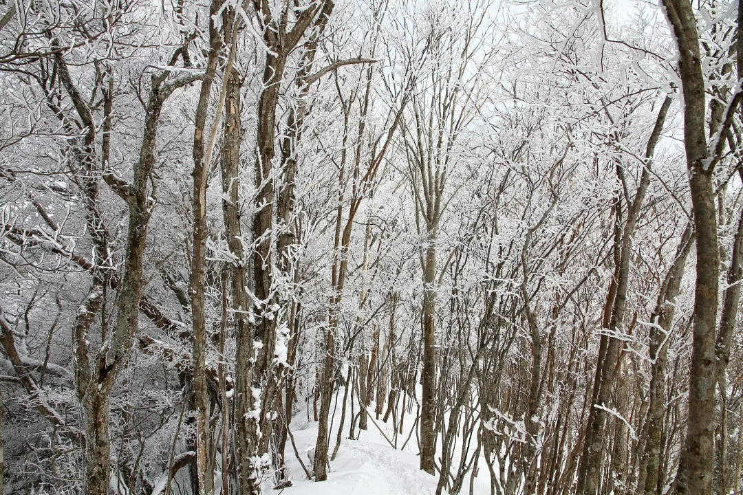 登山道