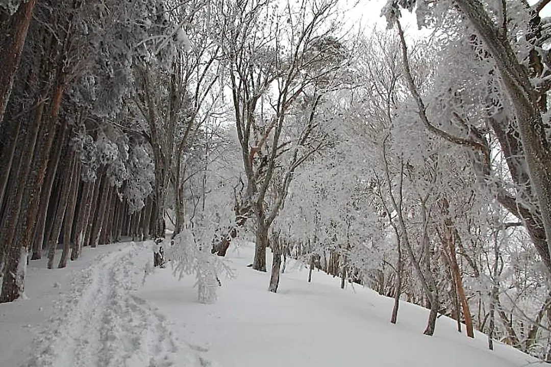 細枝の霧氷