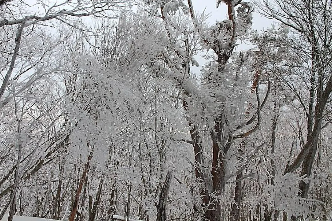 霧氷