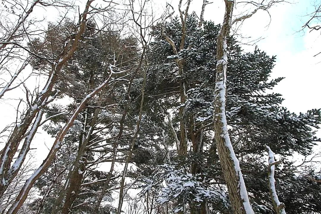 吹付いた雪が目立つ