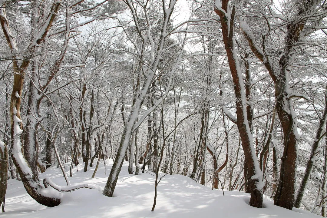 綺麗な樹林