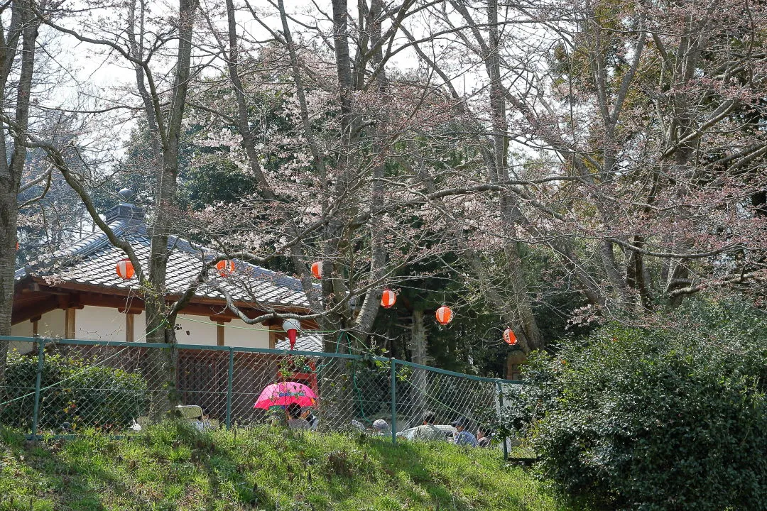 桜の下で花見も