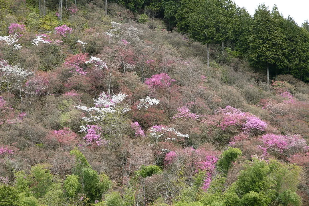 西明寺のコバノミツバツツジ