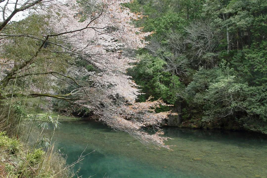 清滝川と山桜