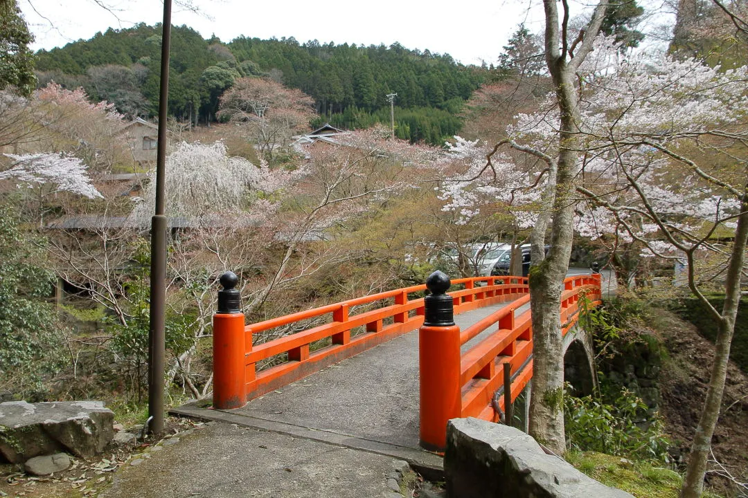 指月橋と桜