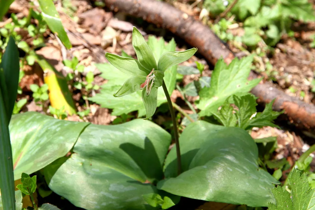緑花のカタクリ