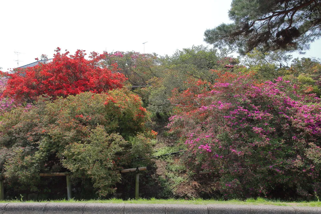 つつじが岡公園