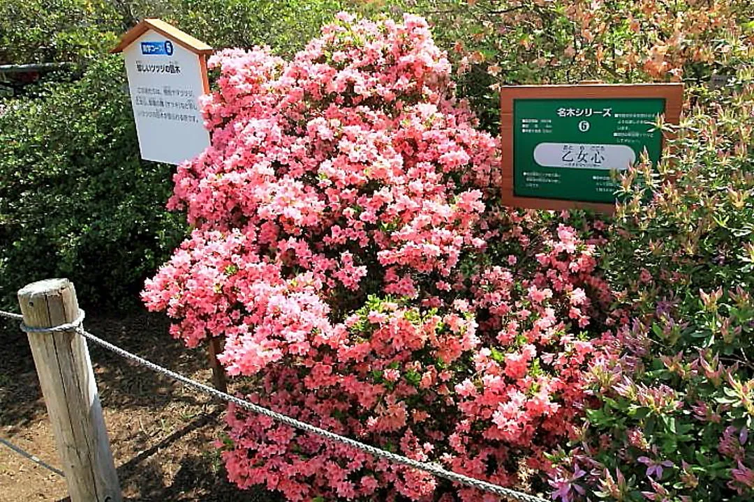 つつじが岡公園