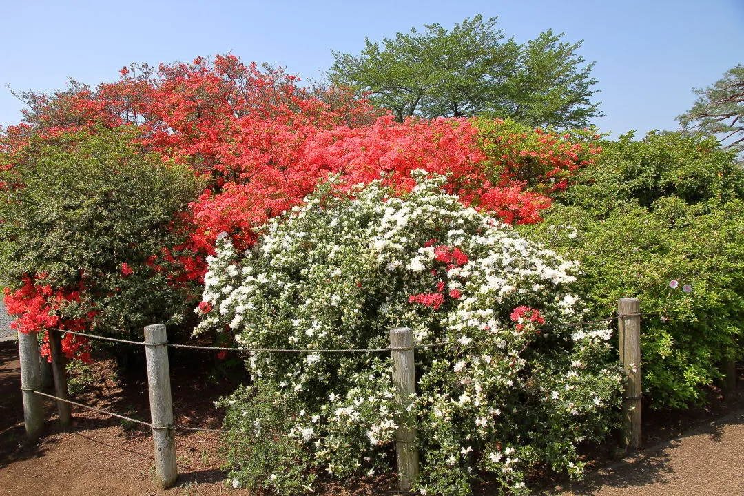 つつじが岡公園