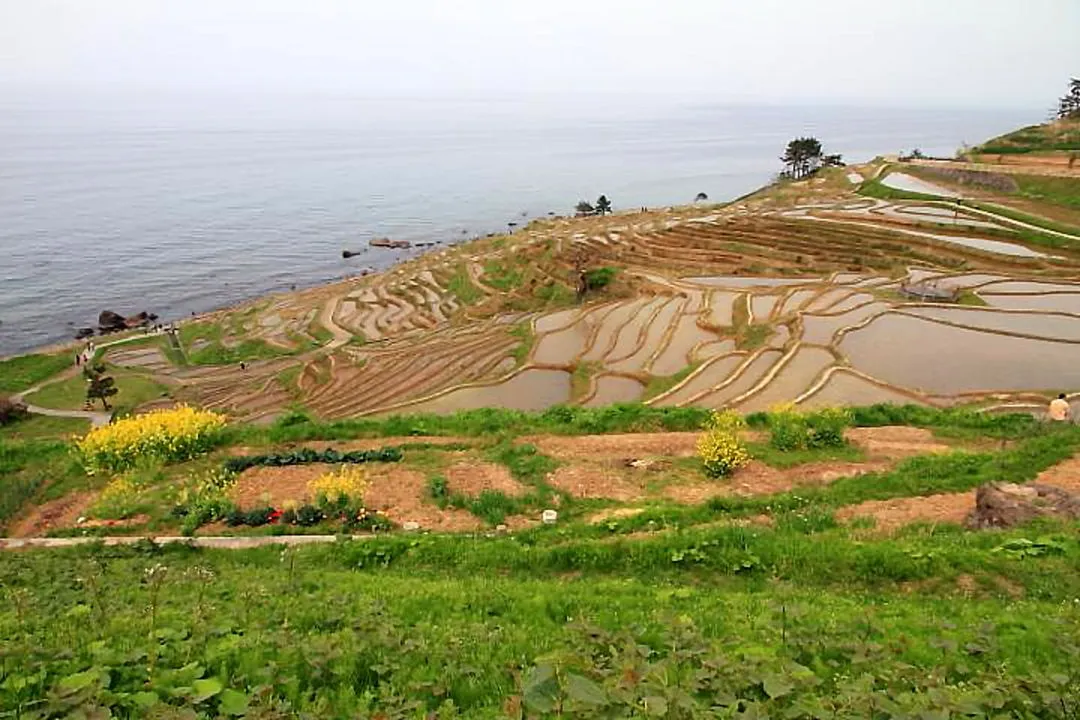 白米の千枚田