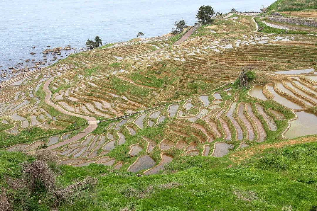 白米の千枚田