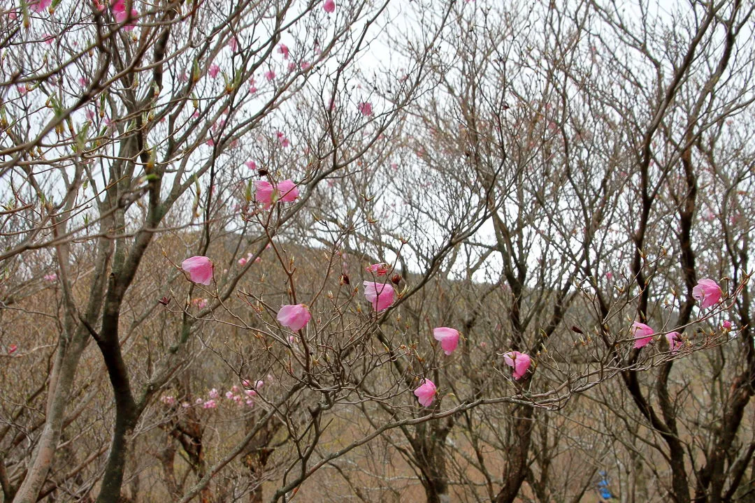 疎らなアカヤシオの花