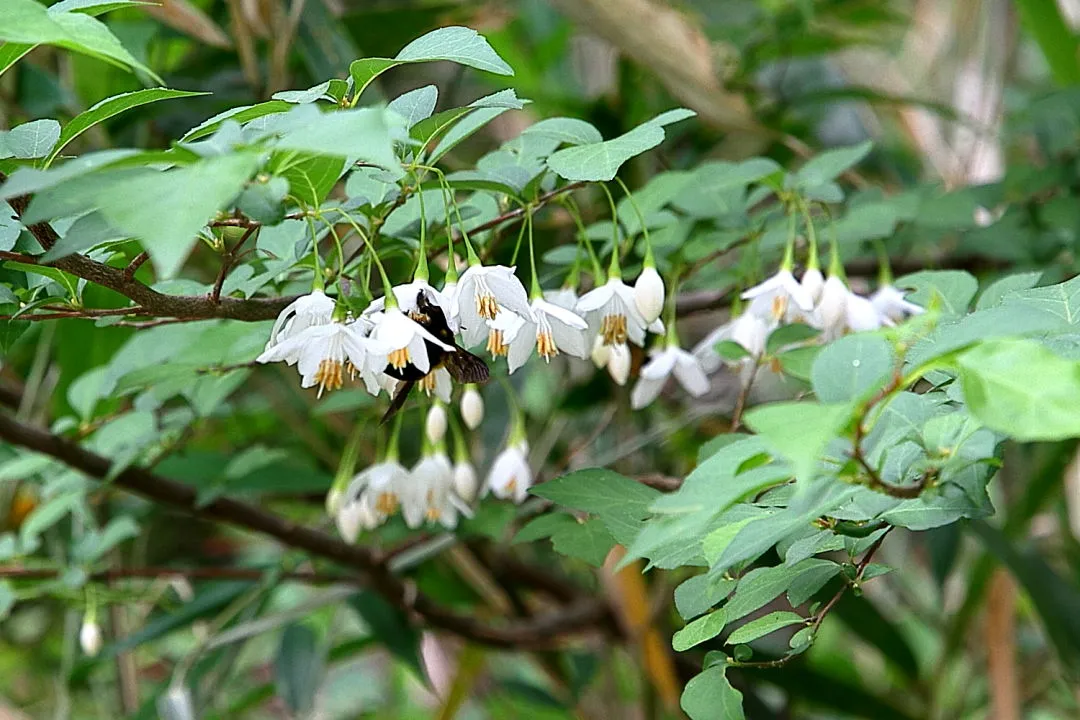 ハクウンボクで蜜を集める蜂