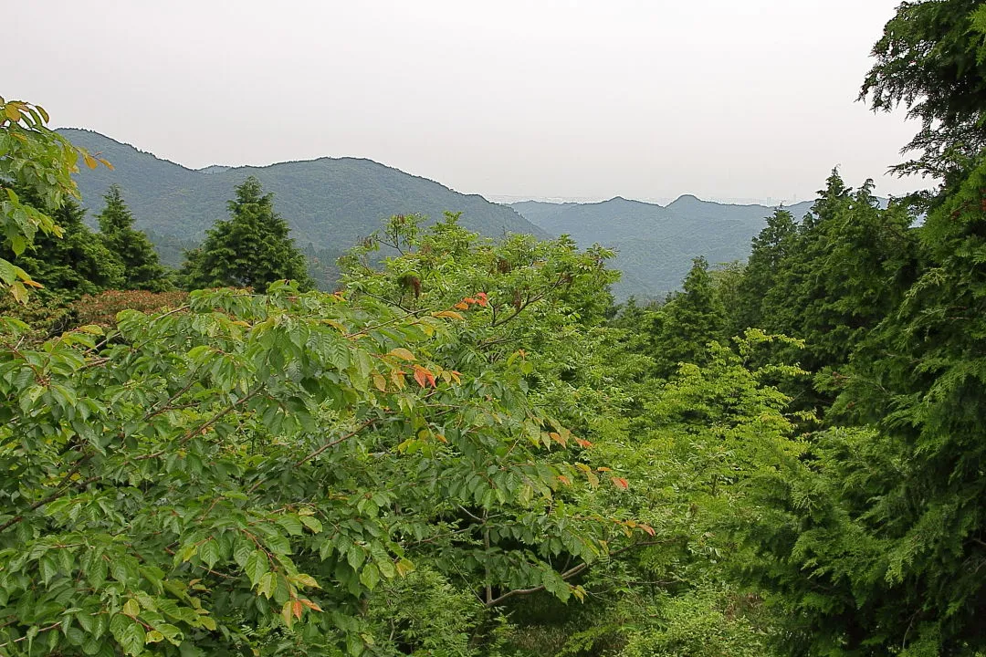 展望台からの景観