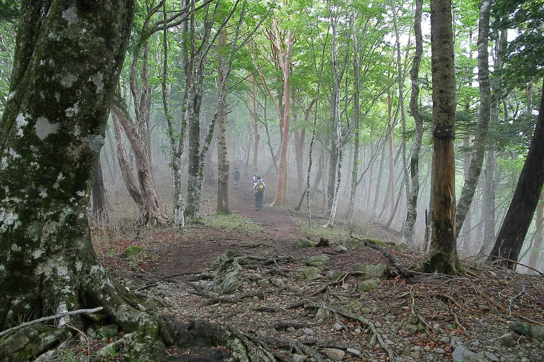 霞み始めた登山道