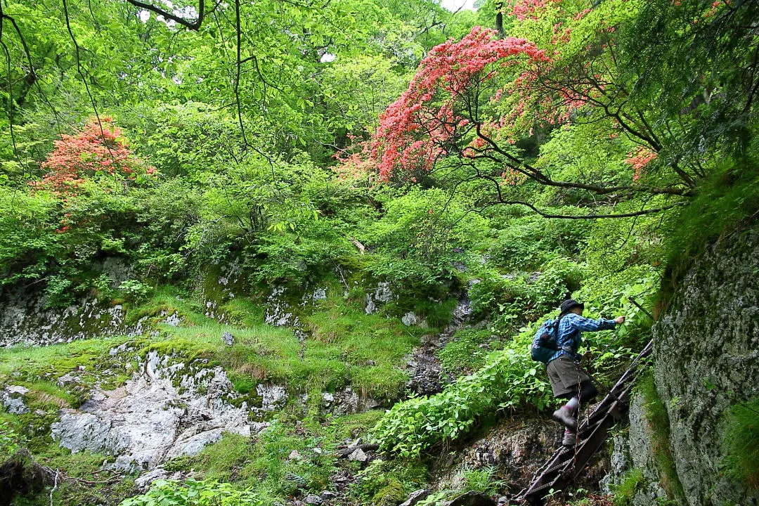 ヤマツツジの登山道へ