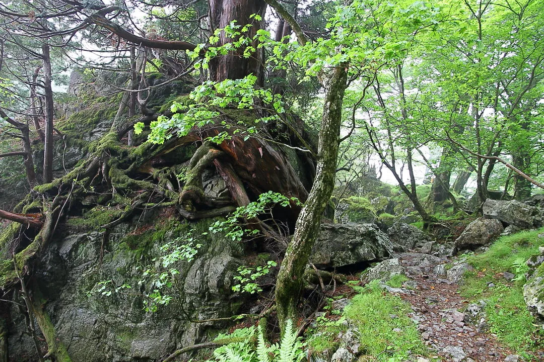 岩を抱えた木の根