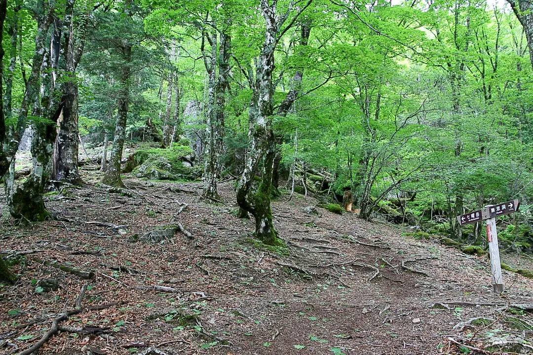 ブナ林の七曜岳登山道