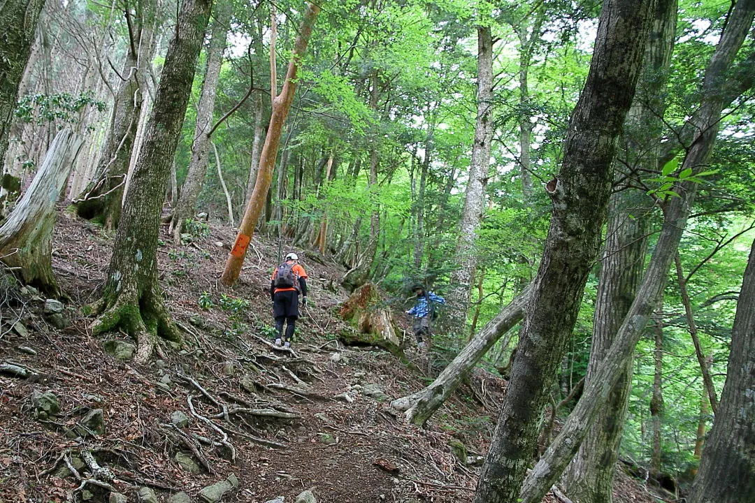 七曜岳登山道を振返る