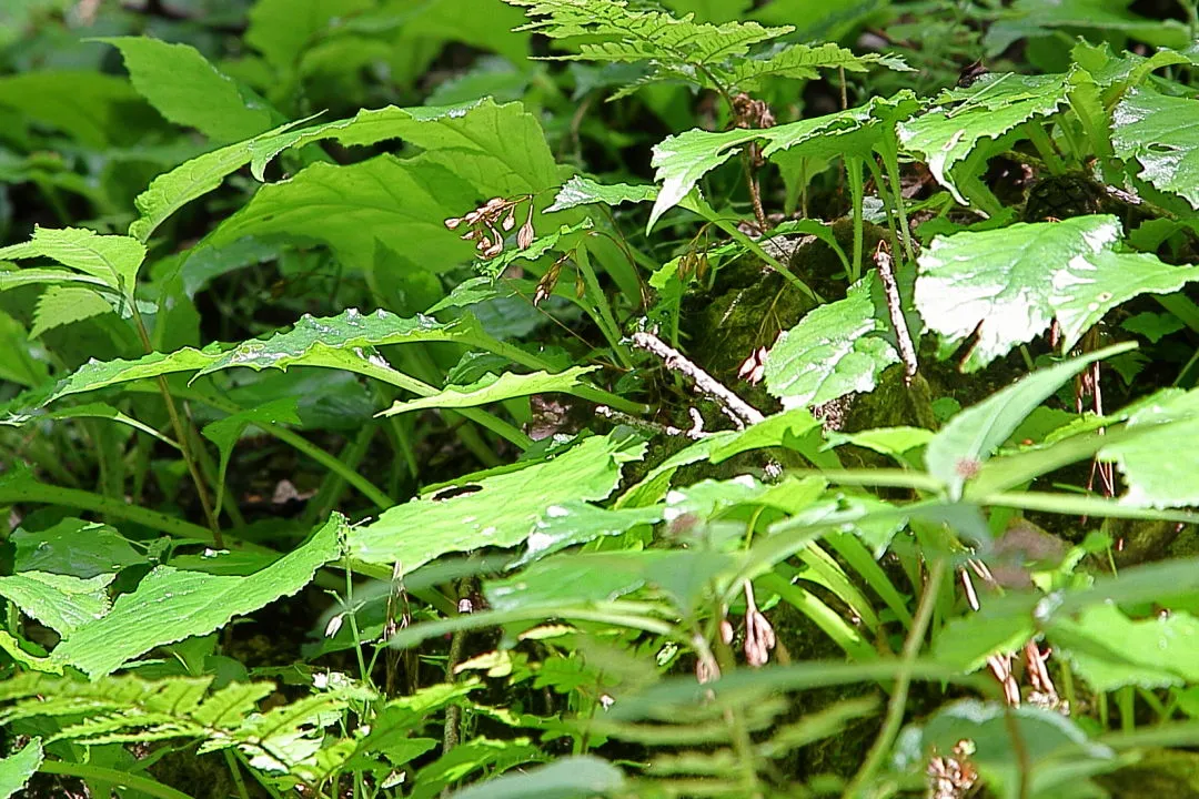 イワタバコはまだ蕾