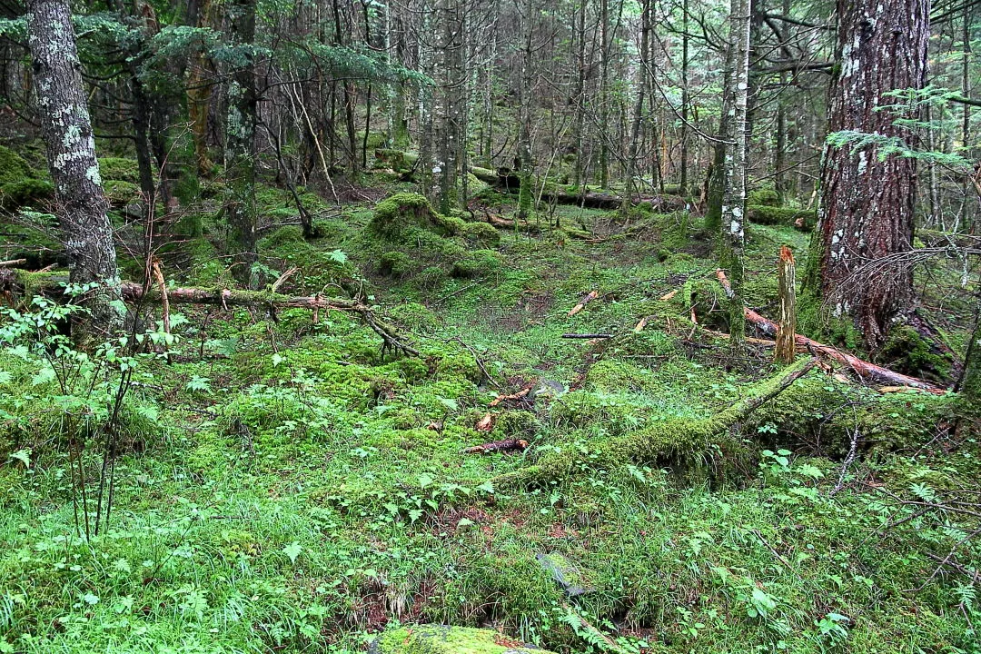 苔生す樹林