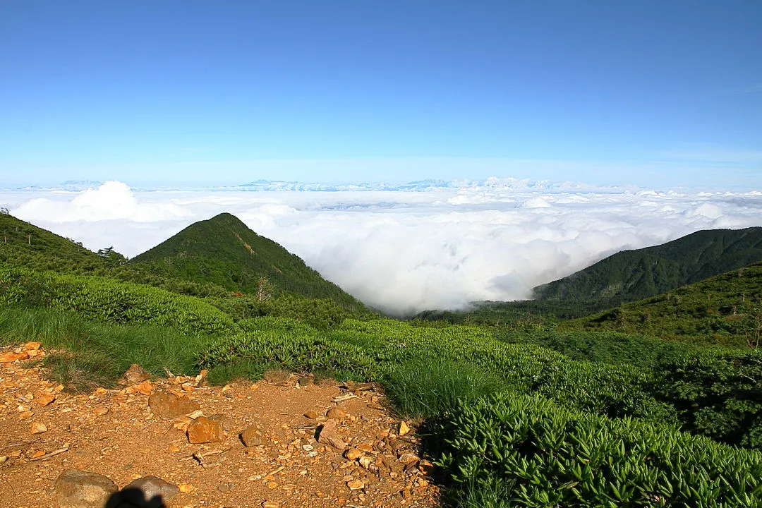 峰の松目