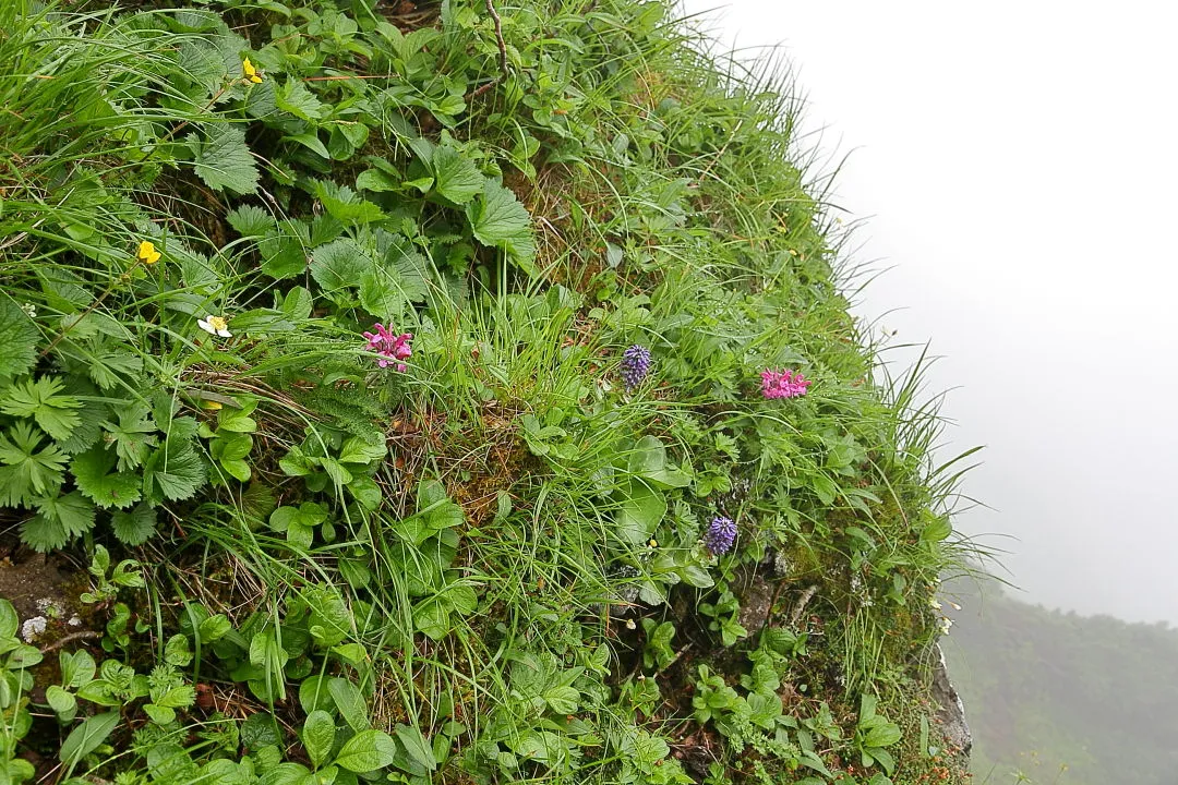 登山道の花々