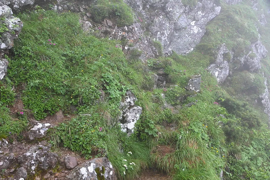 登山道のお花畑