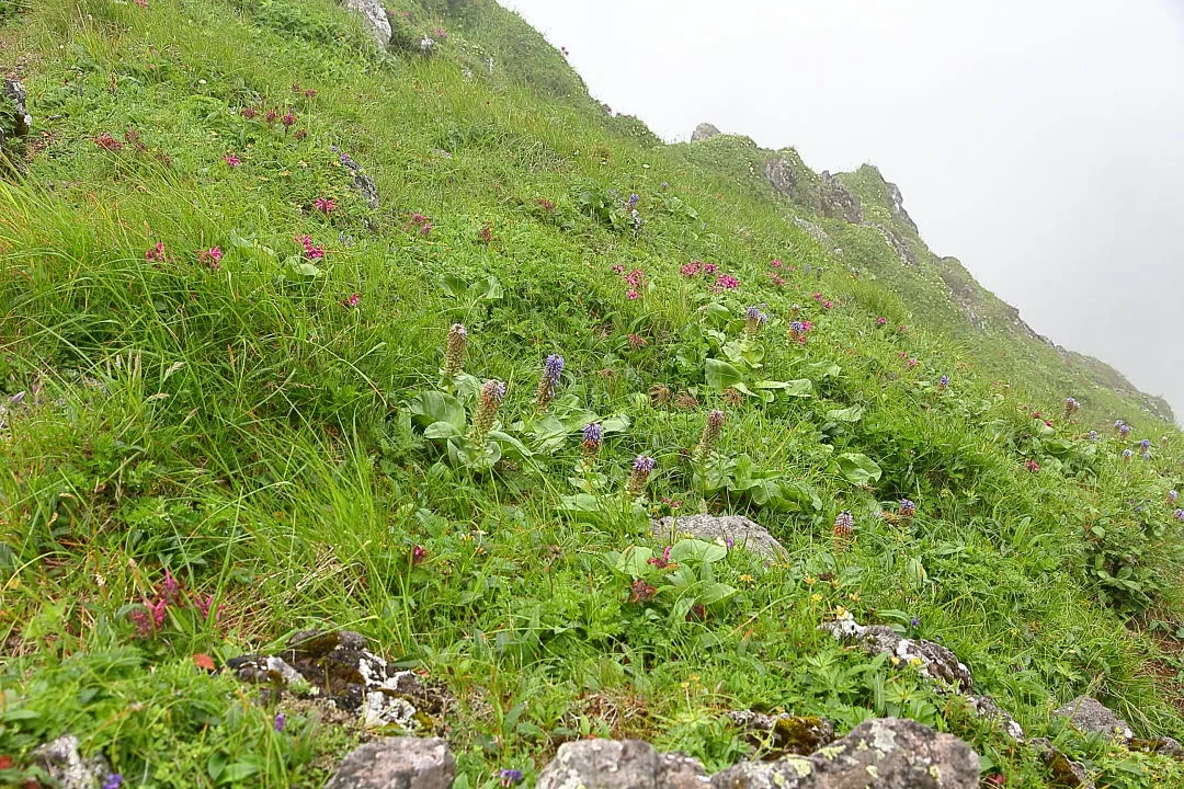 日出岳のお花畑