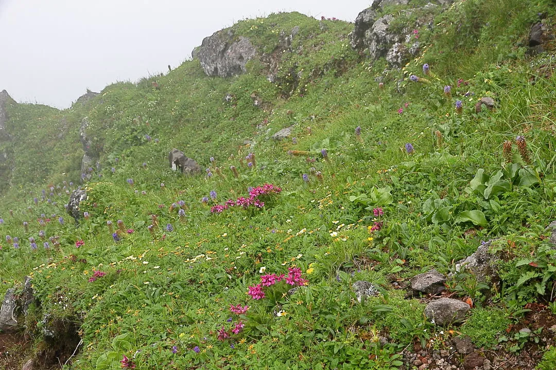 日出岳のお花畑