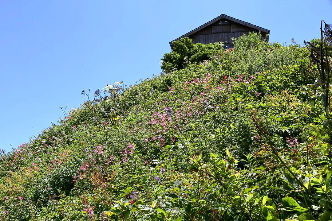 避難小屋前のお花畑