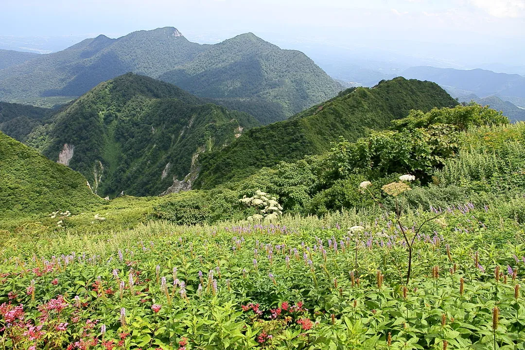 振子山を見下ろすお花畑