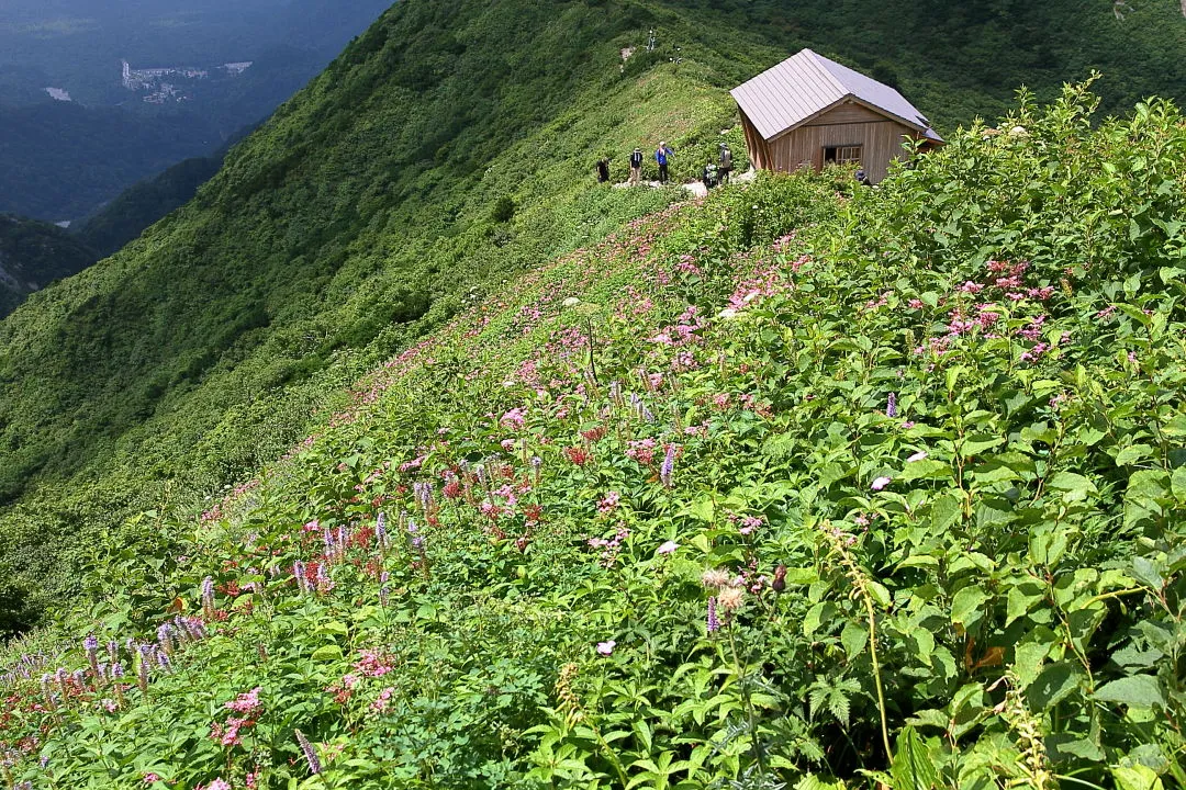 避難小屋とお花畑