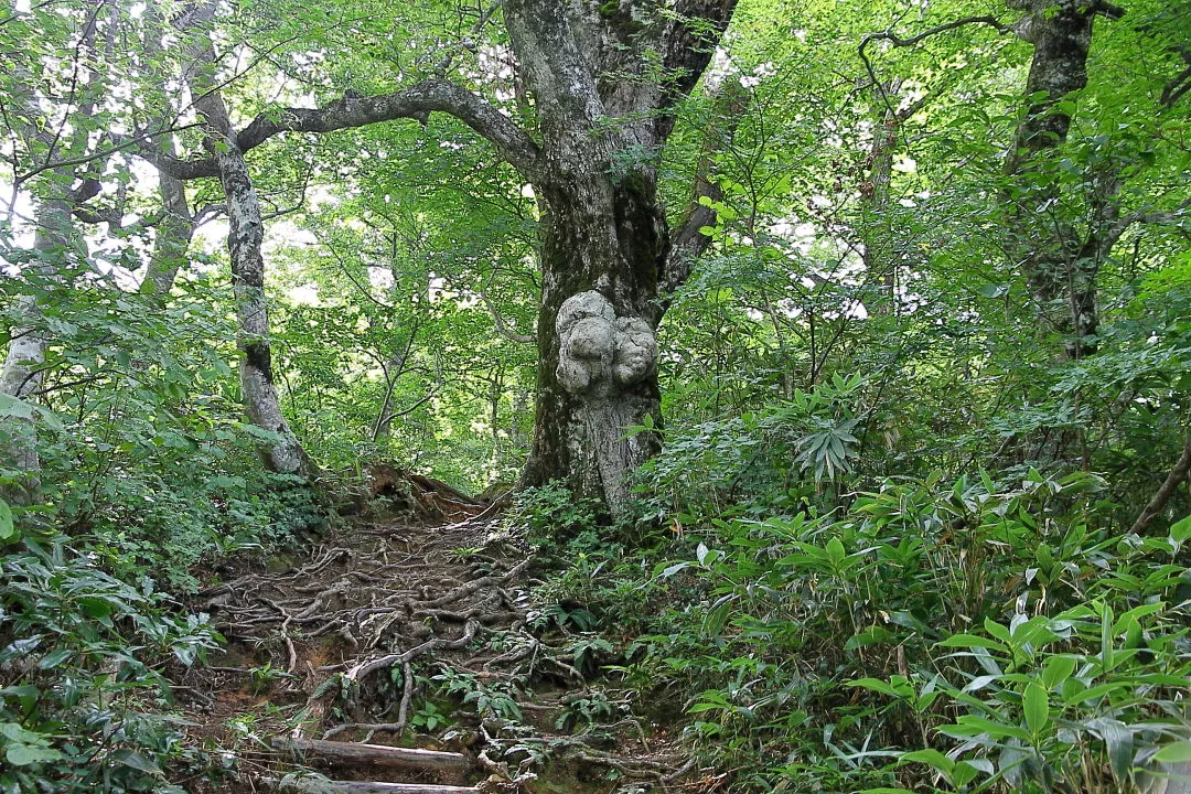 登山道