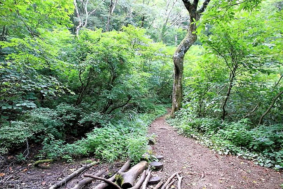 しゃくなげ平前の鞍部